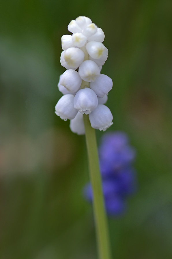 Muscari botryoides, albino